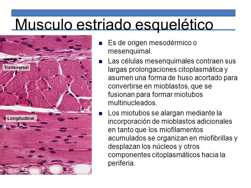 funcion del musculo esqueletico estriado